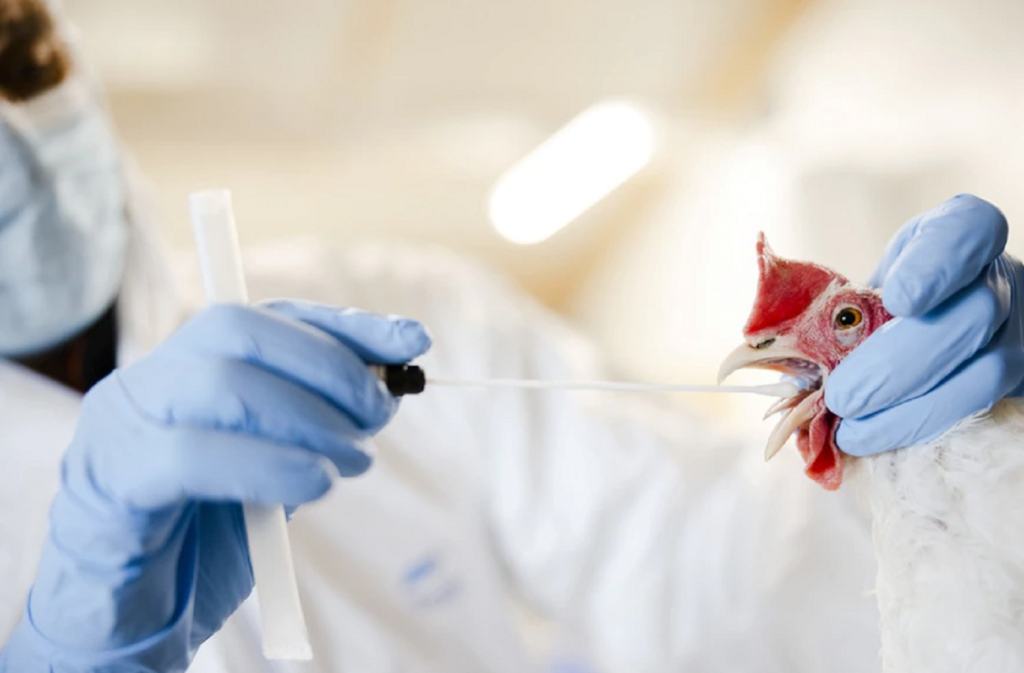 Թռչնագրիպից մահացության դեպք Կամբոջիայում. մարդուց մարդուն փոխանցման հավանականությունը շատ ցածր է