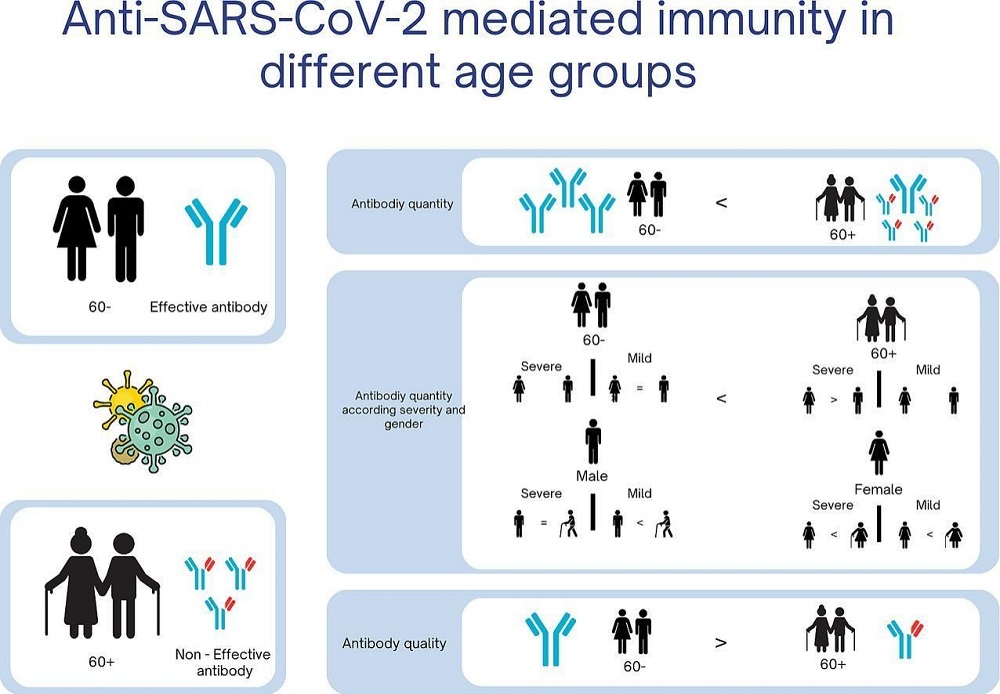 «Տարիքը՝ որպես որոշիչ գործոն կորոնավիրուսի հանդեպ իմունային պատասխանում». ԵՊԲՀ հետազոտողների հետազոտության արդյունքները
