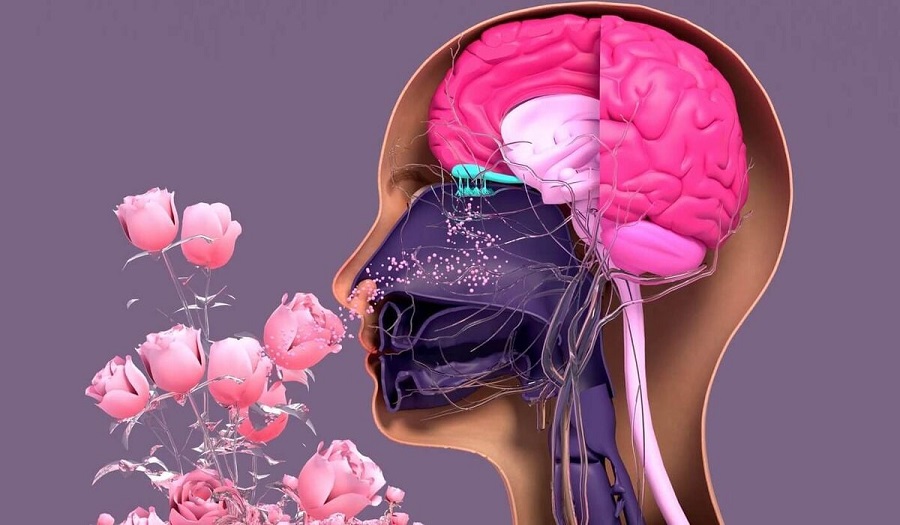 «Պրուստի էֆեկտ» կամ հոտի և հիշողության միջև կապ